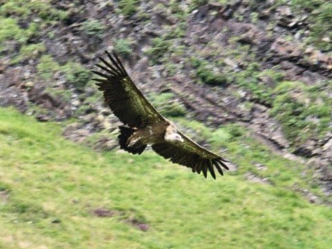 griffon_vulture.jpg (480x360; 55 KBytes)